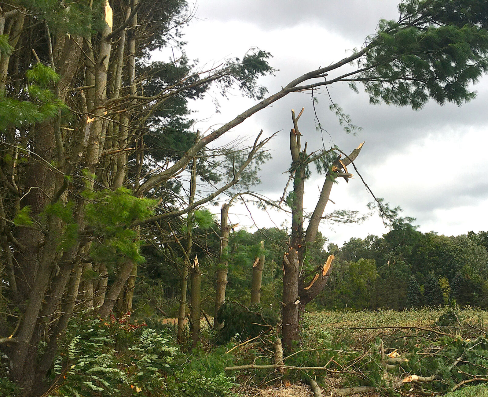 Small tornado hits Lake Township tree2